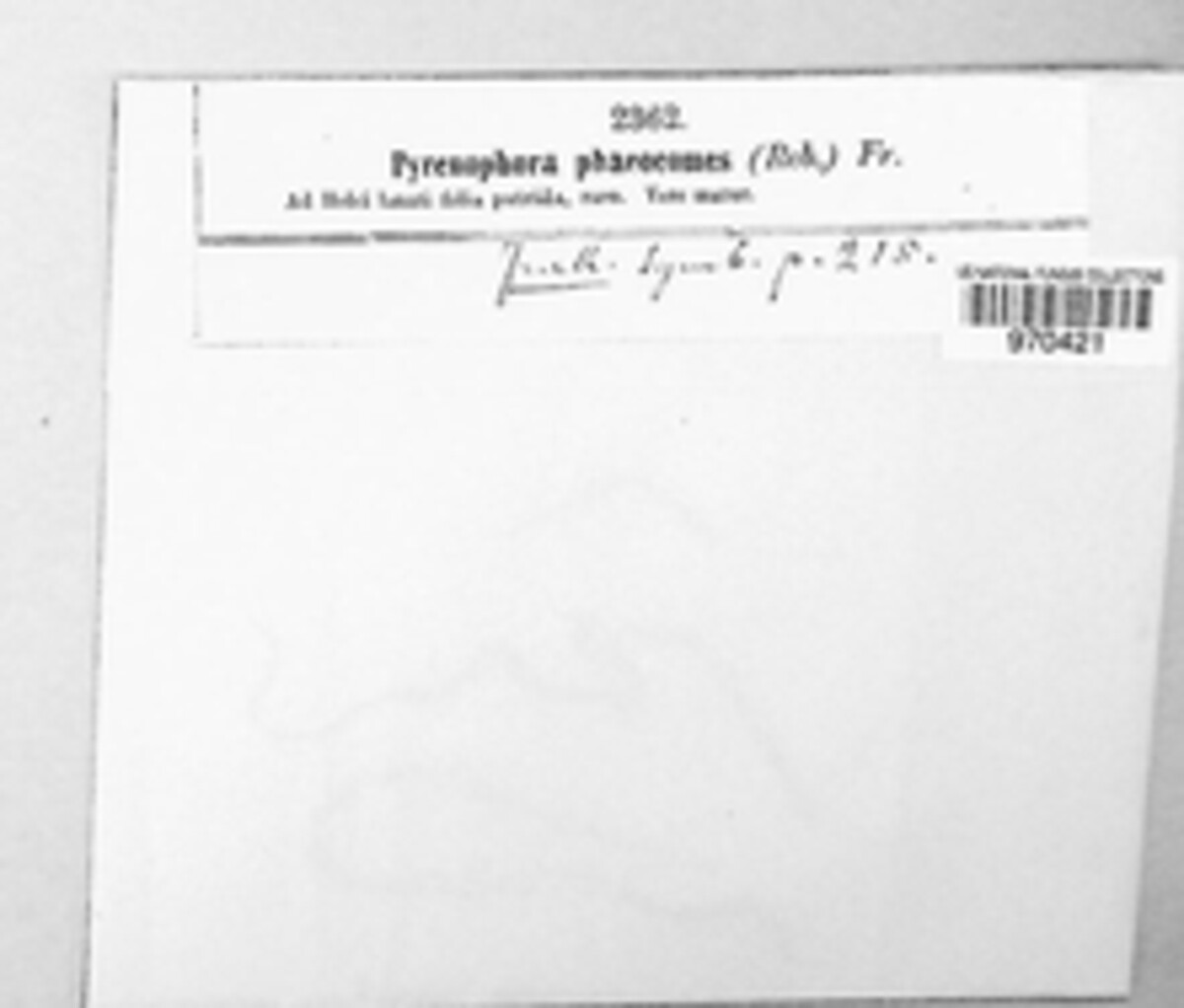 Pyrenophora image